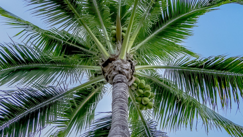 palm tree